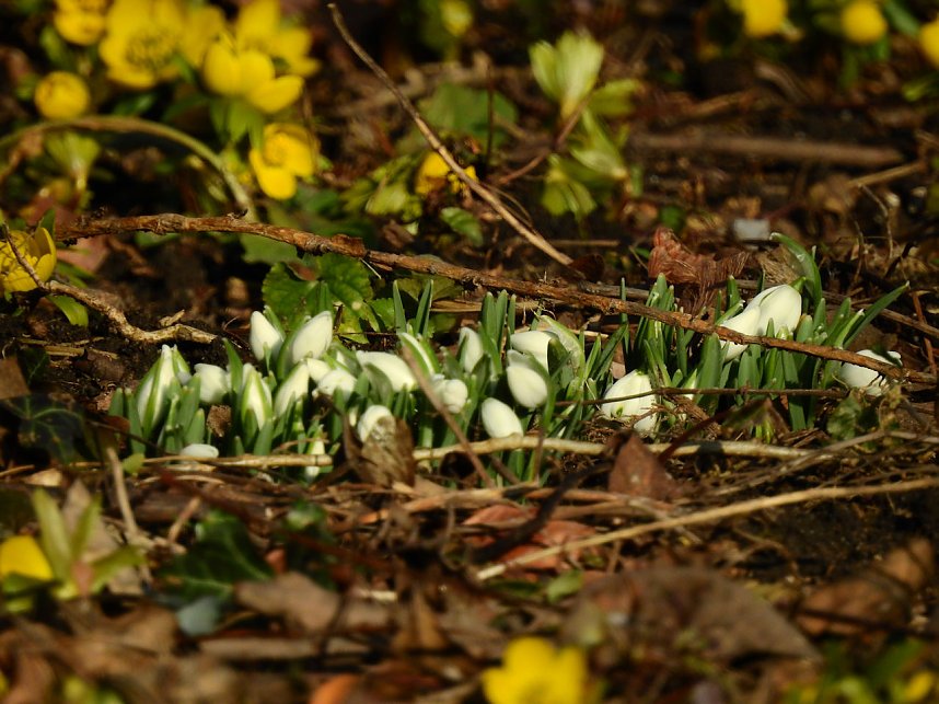 Winterlinge bei Schloss Ostrau