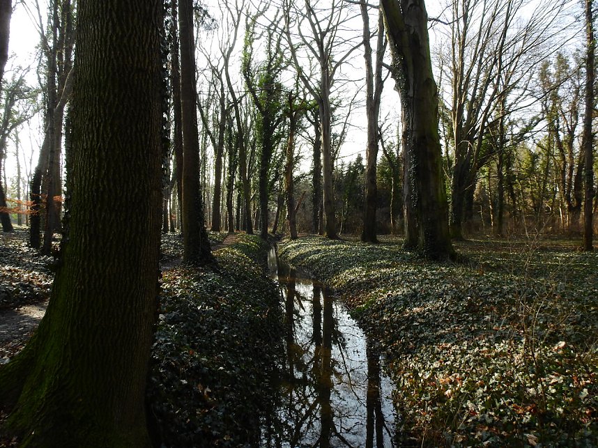 Winterlinge bei Schloss Ostrau