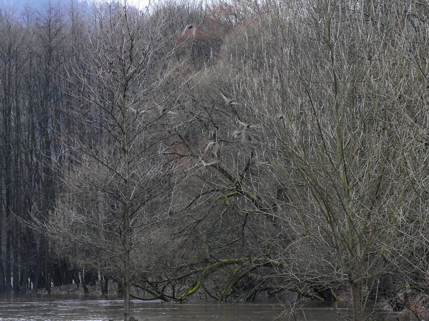 Die Bere f&uuml;hrt Hochwasser