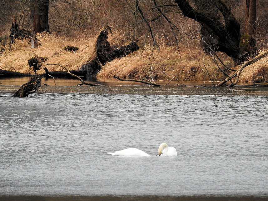Fr&uuml;hlingsgef&uuml;hle
