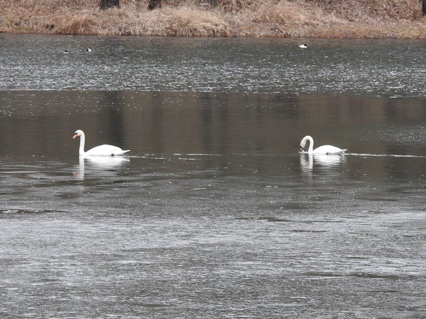 Fr&uuml;hlingsgef&uuml;hle