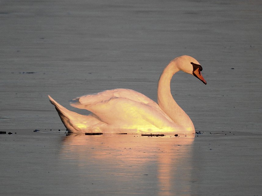 Fr&uuml;hlingsgef&uuml;hle