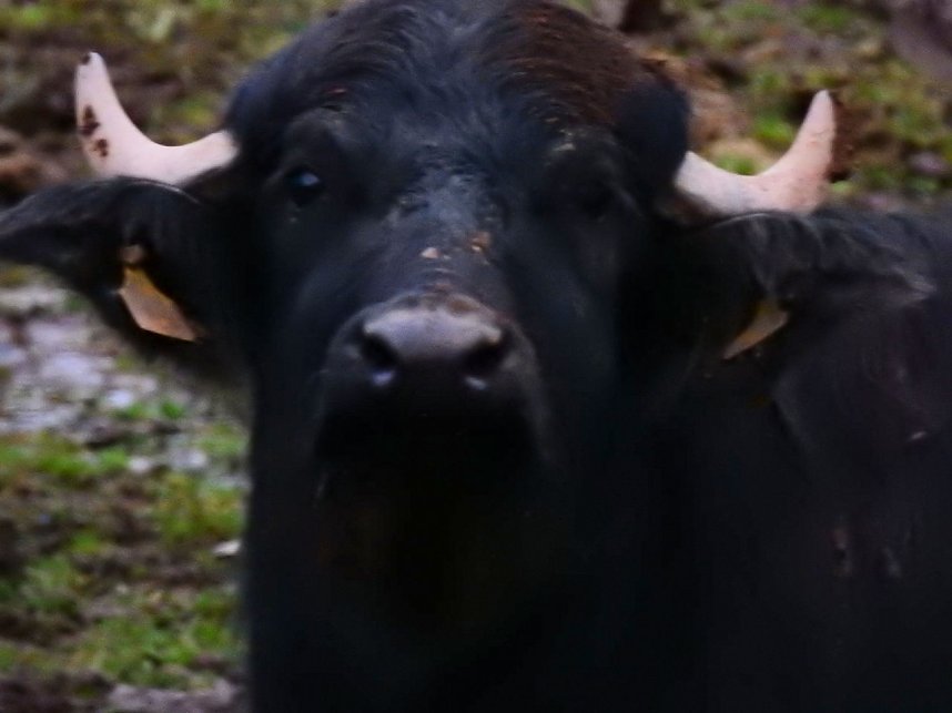 Peter Blei besucht die B&uuml;ffel