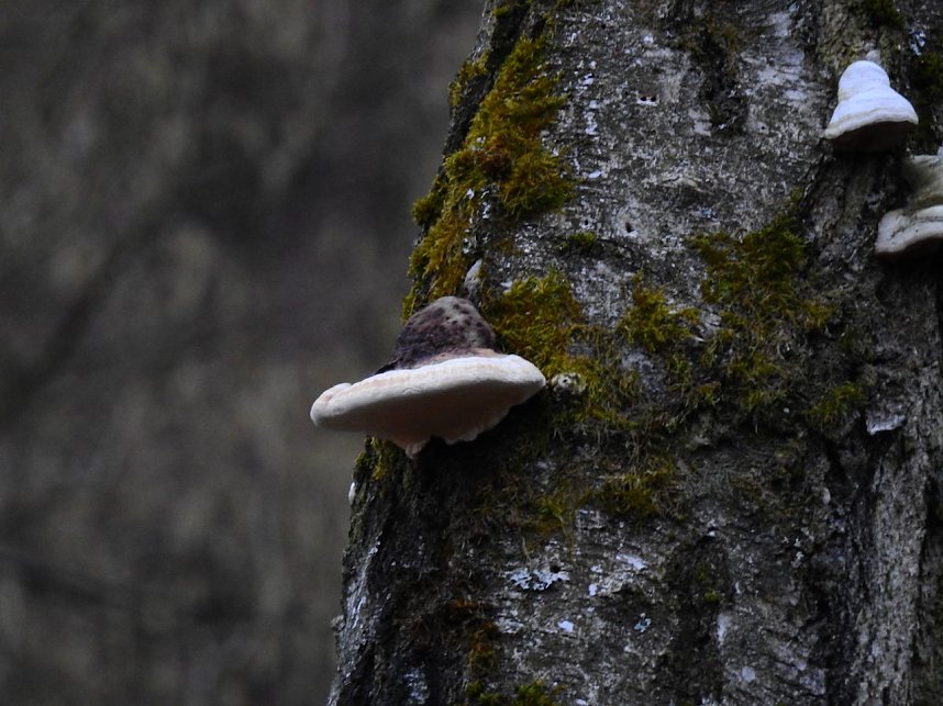 Peter Blei besucht die B&uuml;ffel