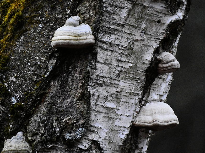 Peter Blei besucht die B&uuml;ffel