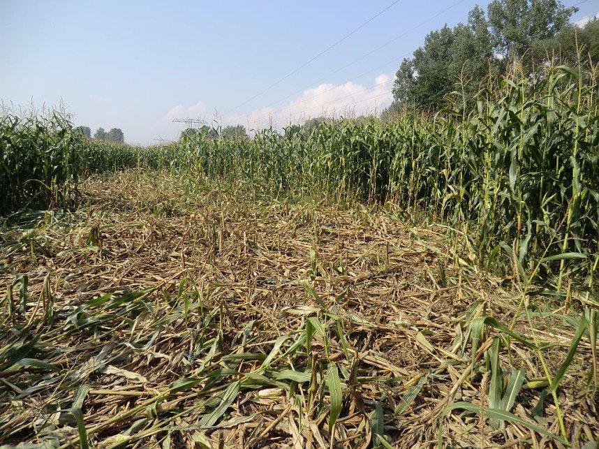 Schwarzwild kann erhebliche Sch&auml;den anrichten. Hier w&uuml;hlte es in einem Maisfeld.