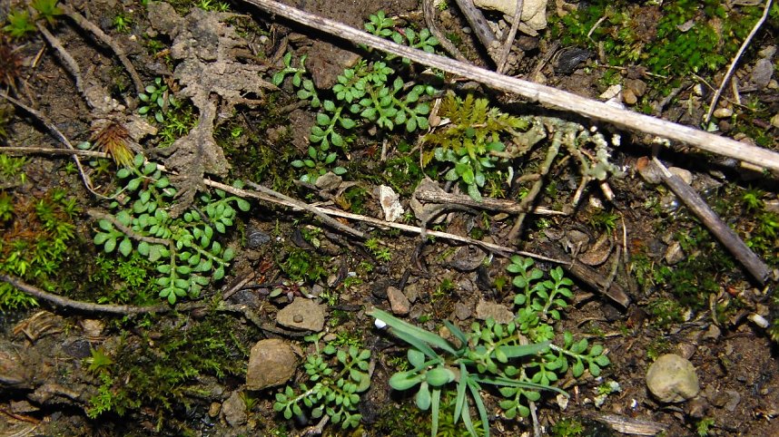 Erhalt der Zwerg-Steppenkresse (Hornungia petraea)