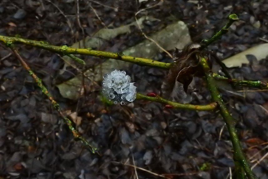 Eisiger Fr&uuml;hling