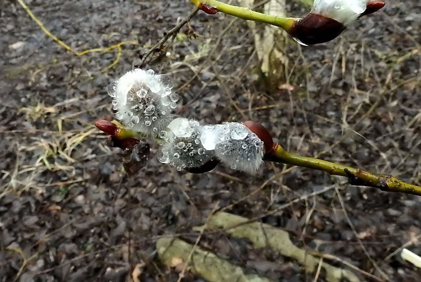 Eisiger Fr&uuml;hling