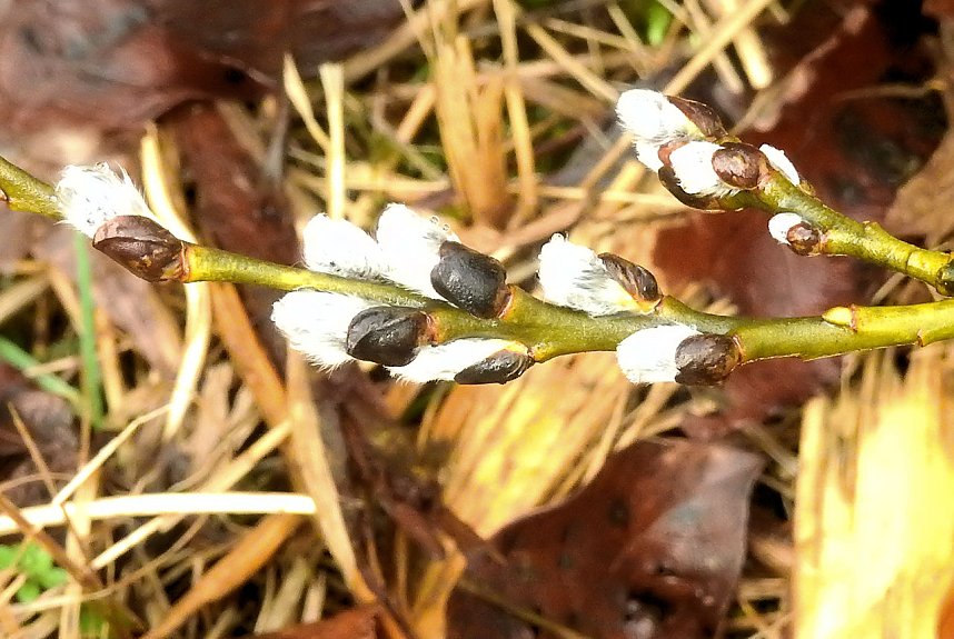 Eisiger Fr&uuml;hling