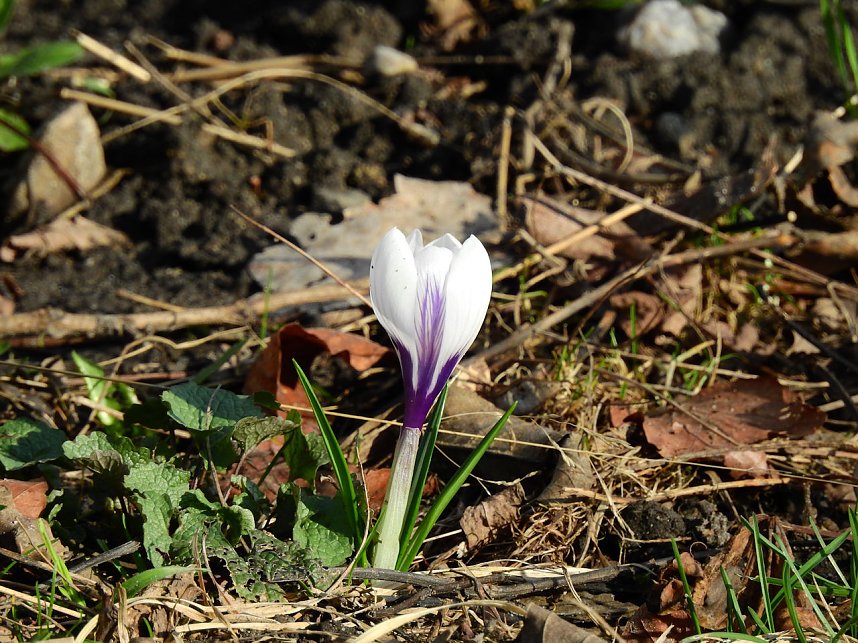 Spuren des Fr&uuml;hlings