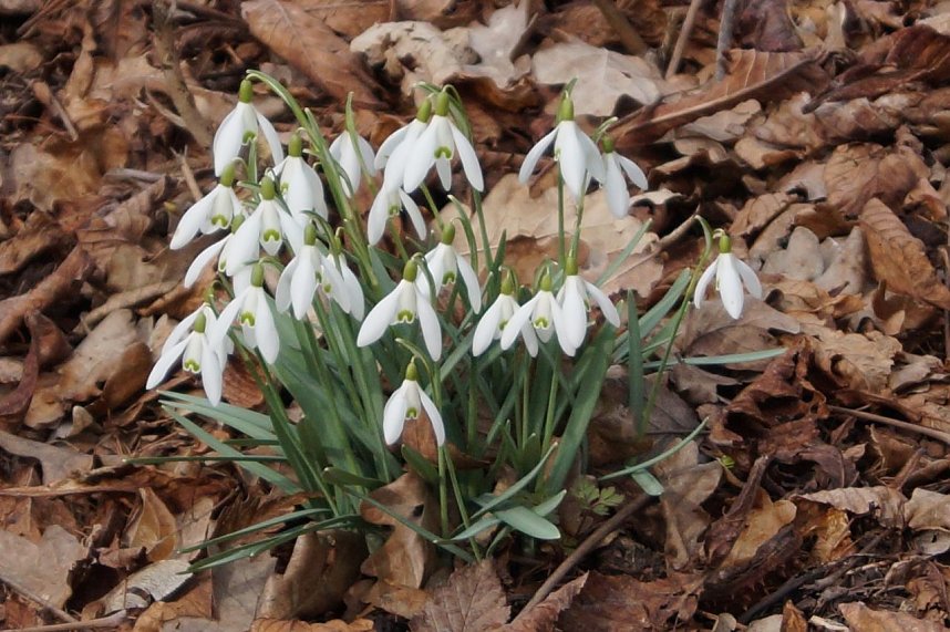 Fr&uuml;hjahrserwachen