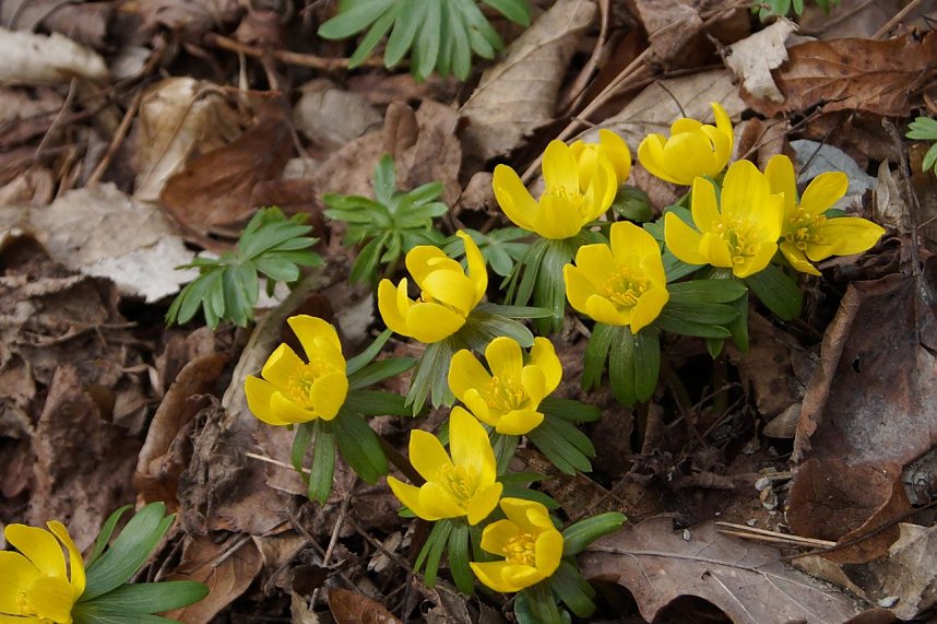 Fr&uuml;hjahrserwachen