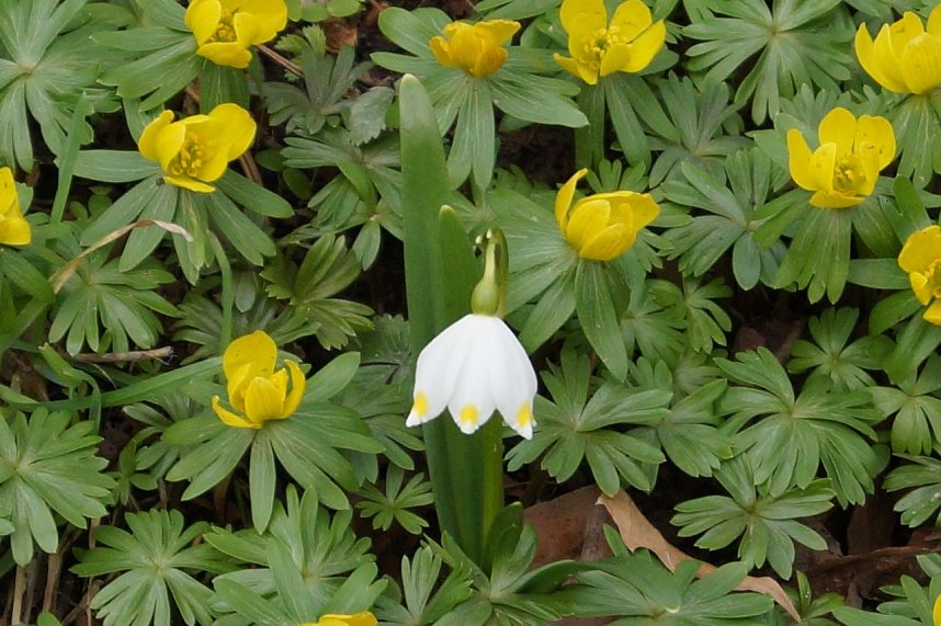 Fr&uuml;hjahrserwachen