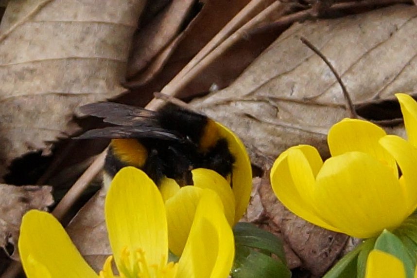 Fr&uuml;hjahrserwachen