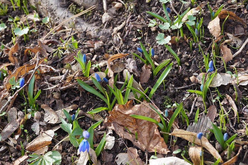 Fr&uuml;hjahrserwachen