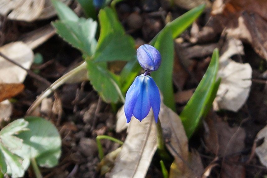 Fr&uuml;hjahrserwachen