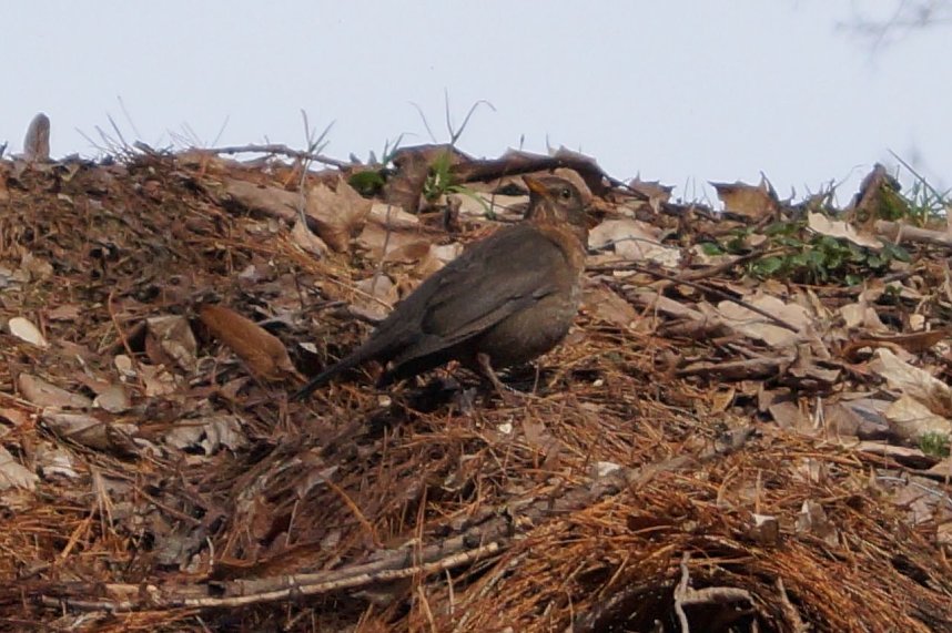 Fr&uuml;hjahrserwachen