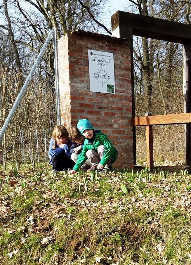 Fr&uuml;hling im Ahornpark