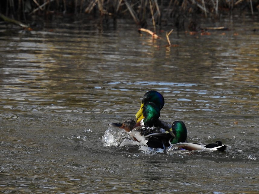 Peter Blei in Bad D&uuml;ben