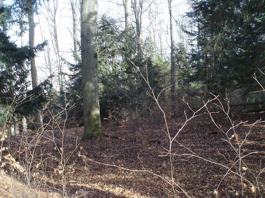 Der Stadtwald Bleicherode