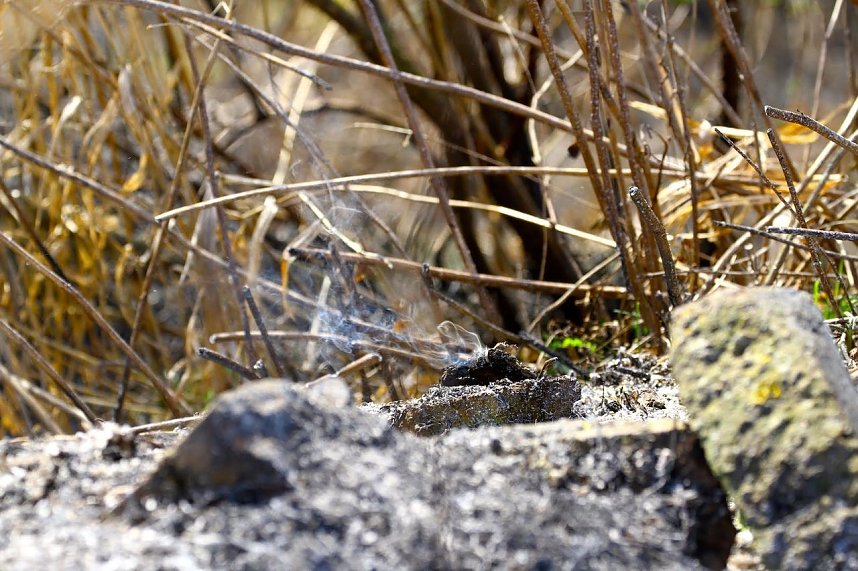 Fl&auml;chenbrand bei Sollstedt
