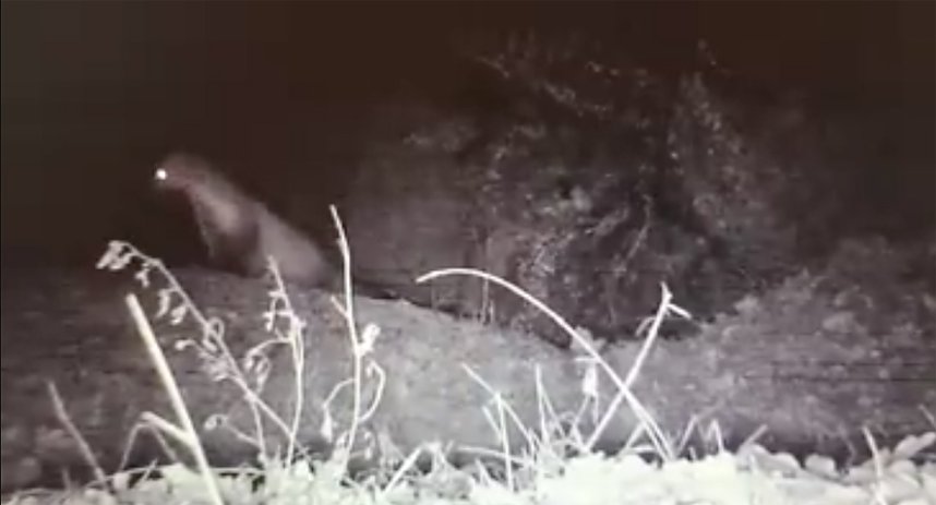 Die Artenvielfalt der nachtaktiven Tiere im Kyffh&auml;user