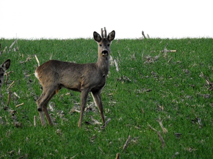 Die Natur erwacht am Rande der Stadt