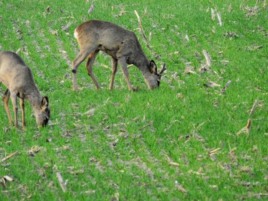 Die Natur erwacht am Rande der Stadt
