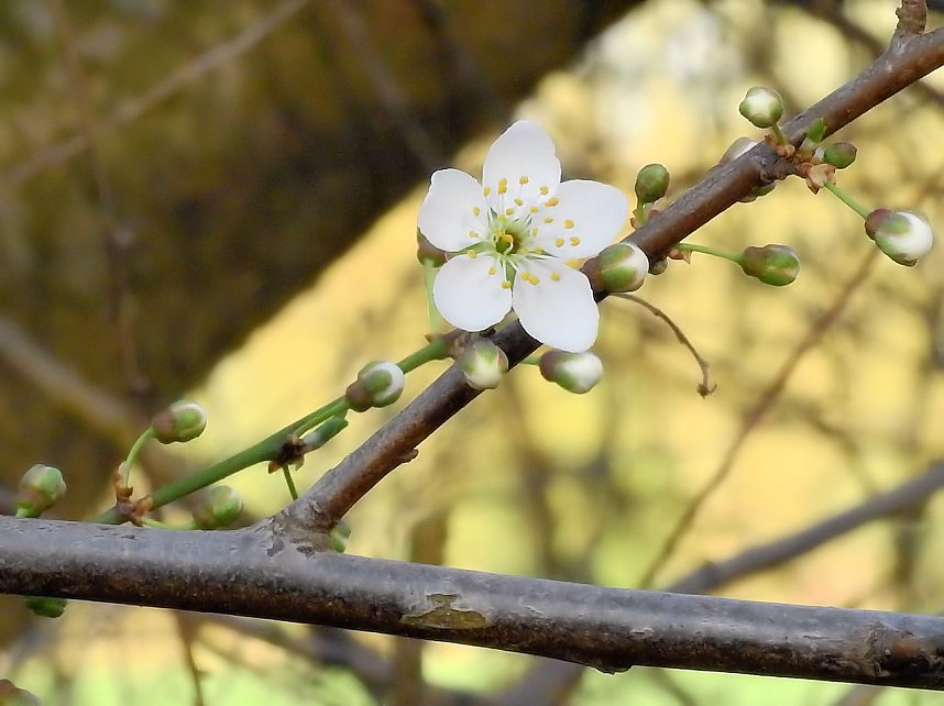 Die Natur erwacht am Rande der Stadt