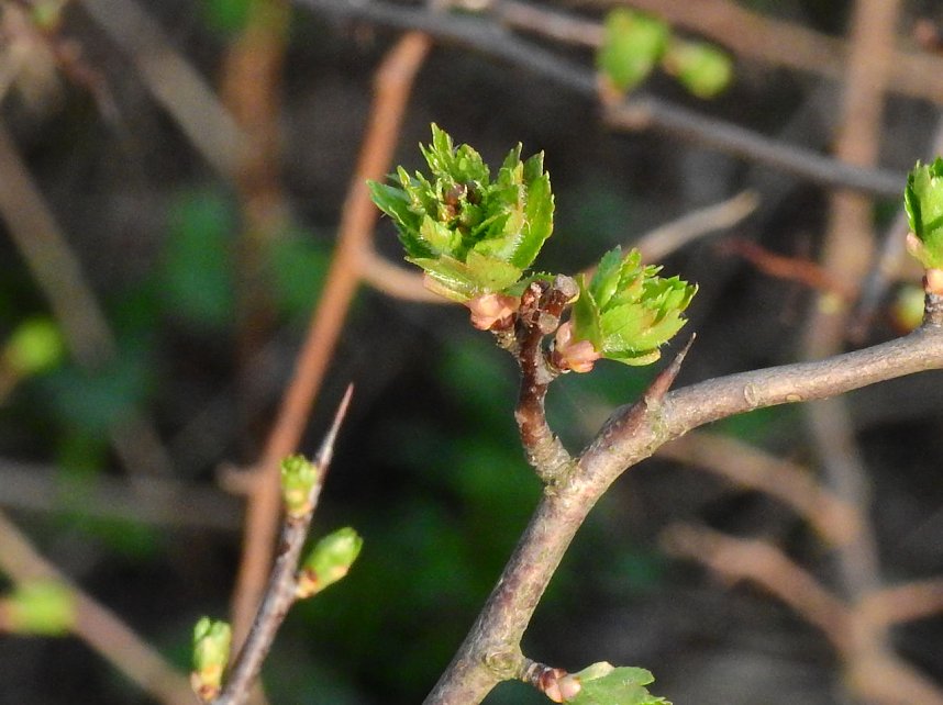 Die Natur erwacht am Rande der Stadt