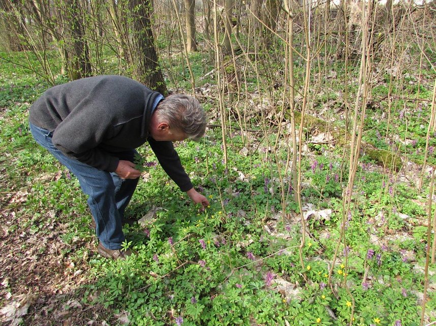 Am 1. April trafen sich Wanderfreunde zur Fr&uuml;hbl&uuml;herwanderung mit Mitgliedern der Bergwerk -und Wanderf&uuml;hrergruppe e.V. in Ilfeld.