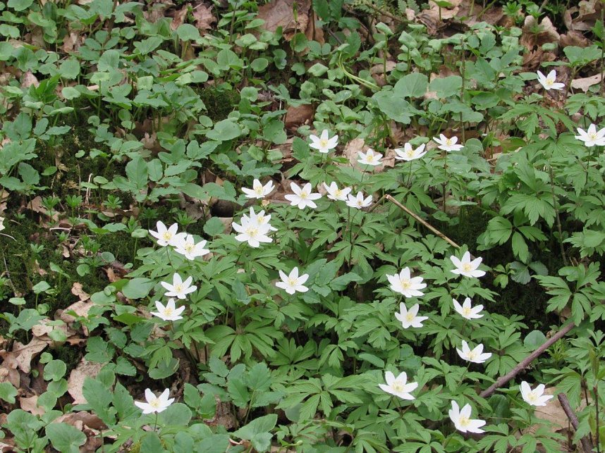Am 1. April trafen sich Wanderfreunde zur Fr&uuml;hbl&uuml;herwanderung mit Mitgliedern der Bergwerk -und Wanderf&uuml;hrergruppe e.V. in Ilfeld.