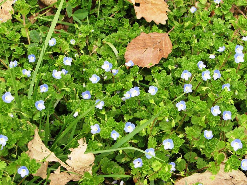 Am 1. April trafen sich Wanderfreunde zur Fr&uuml;hbl&uuml;herwanderung mit Mitgliedern der Bergwerk -und Wanderf&uuml;hrergruppe e.V. in Ilfeld.