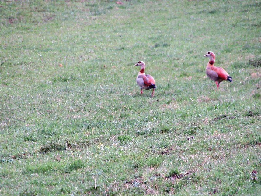 Am 1. April trafen sich Wanderfreunde zur Fr&uuml;hbl&uuml;herwanderung mit Mitgliedern der Bergwerk -und Wanderf&uuml;hrergruppe e.V. in Ilfeld.