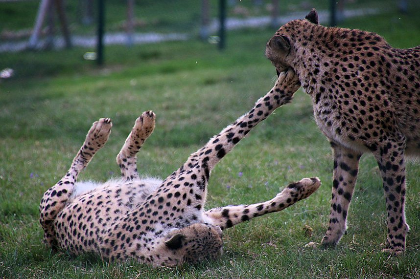 Besuch auf dem Possen