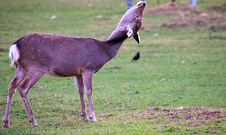 Besuch auf dem Possen