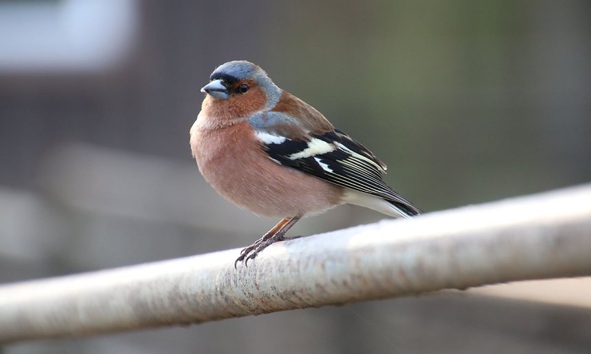 Besuch auf dem Possen