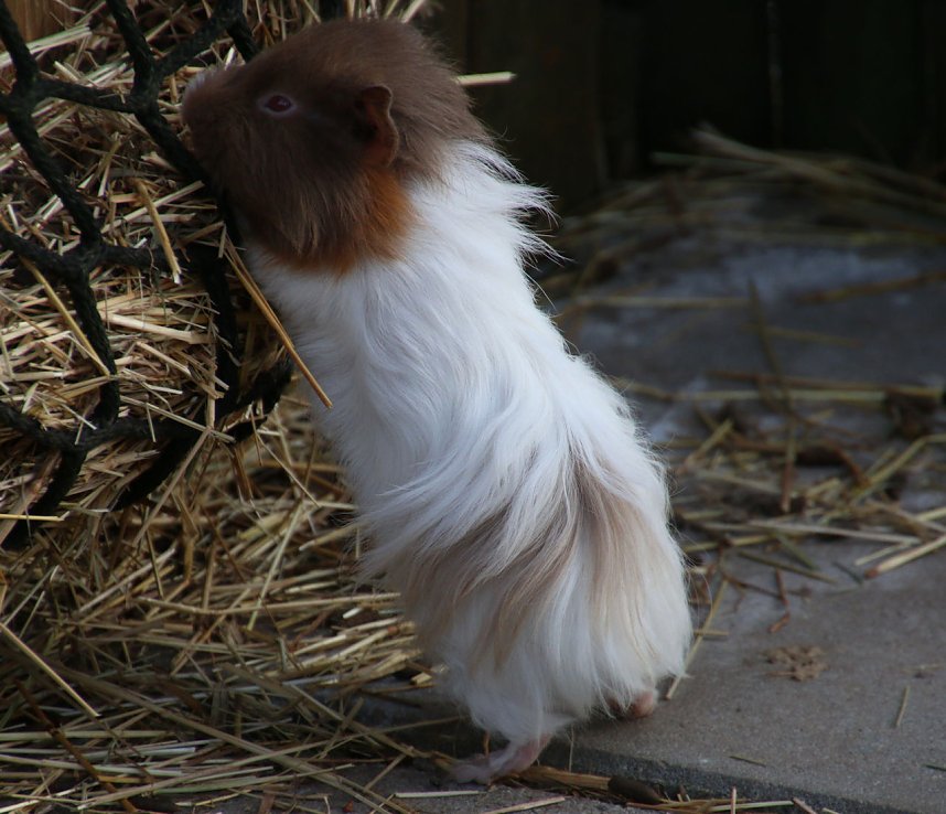 Besuch auf dem Possen