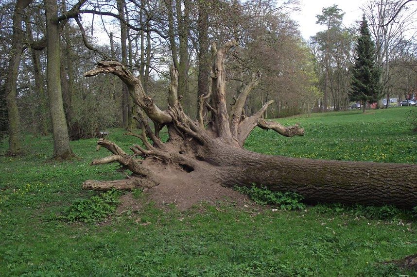 Der Wurzelbaum � Spielm&ouml;glichkeit f&uuml;r Kinder oder Sturm-Denkmal?