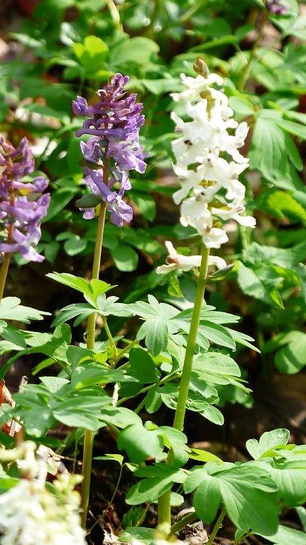 Wanderung zu den M&auml;rzenbechern