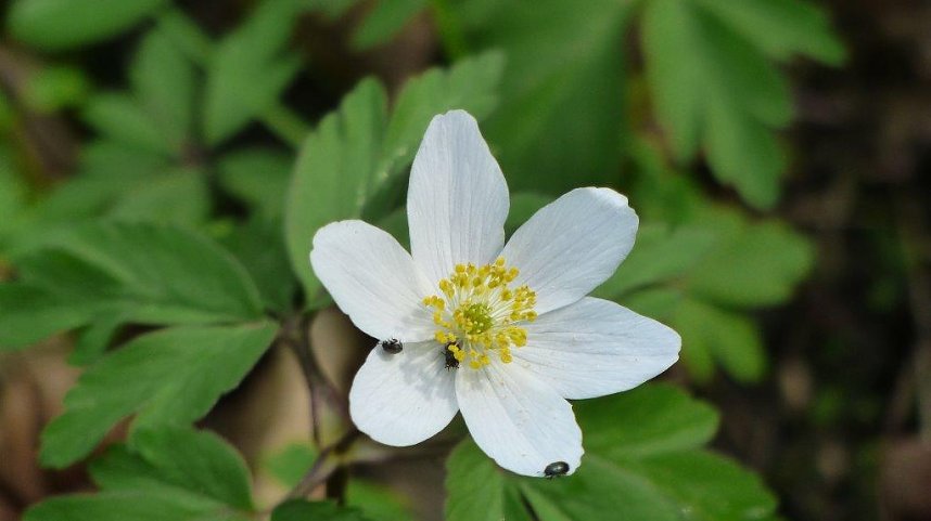 Wanderung zu den M&auml;rzenbechern