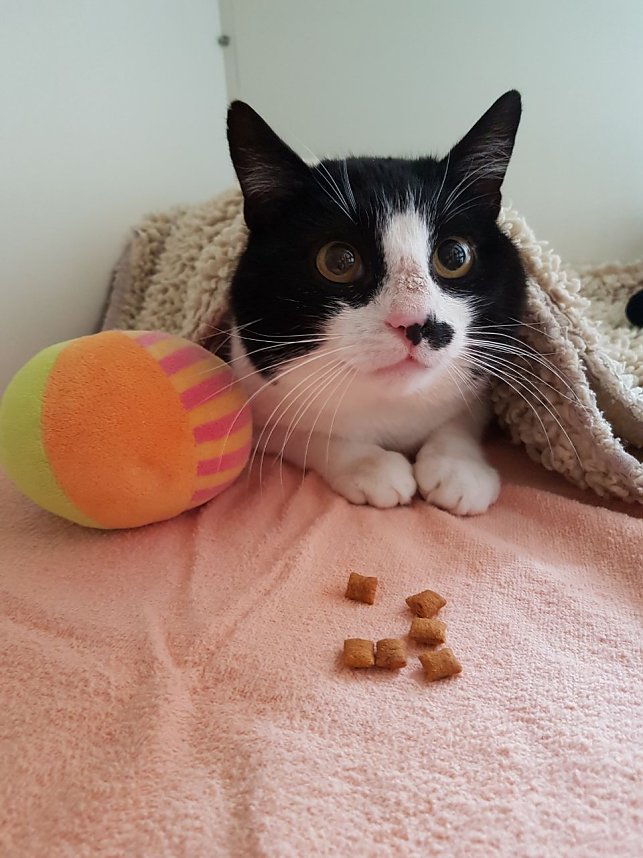 Fr&uuml;hlingsfest im Tierschutzhaus