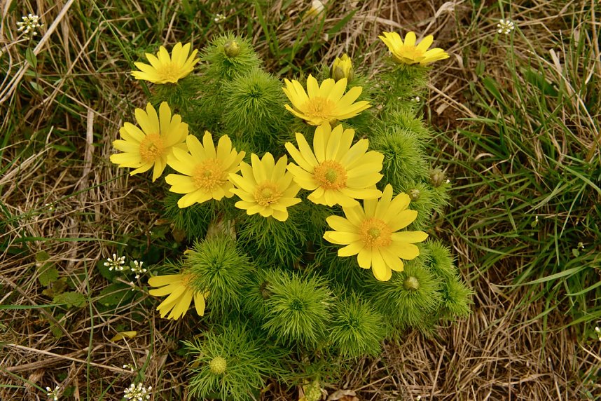 Fr&uuml;hjahreswanderung des Harzklub Auleben