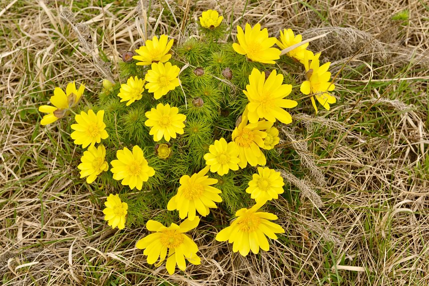 Fr&uuml;hjahreswanderung des Harzklub Auleben