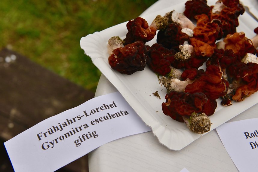 Fr&uuml;hjahreswanderung des Harzklub Auleben