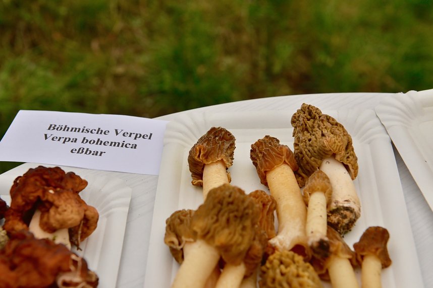 Fr&uuml;hjahreswanderung des Harzklub Auleben