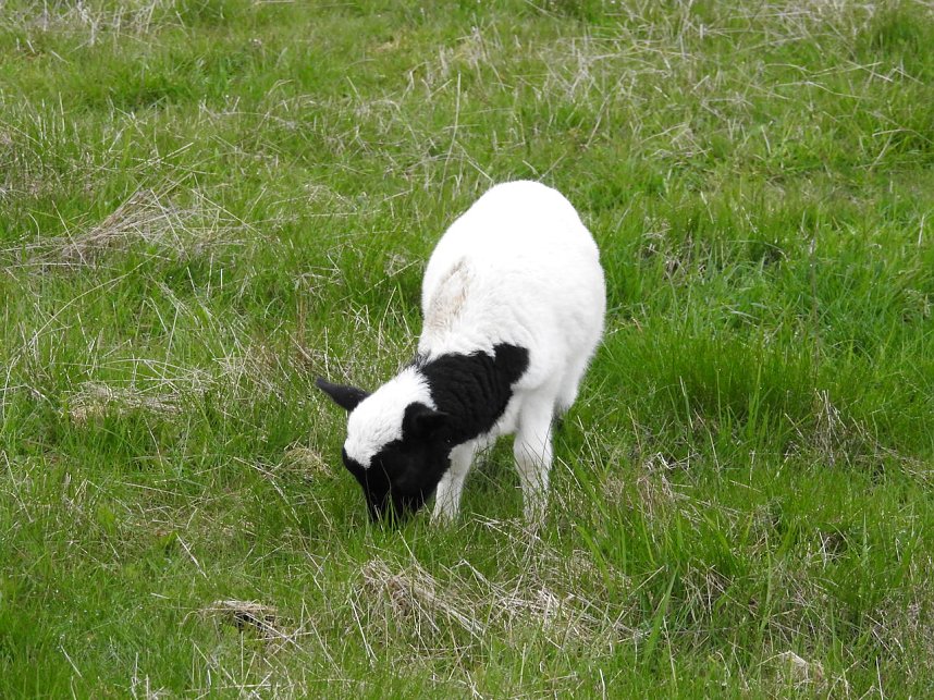 L&auml;mmerfest auf der Ziegenalm Sophienhof