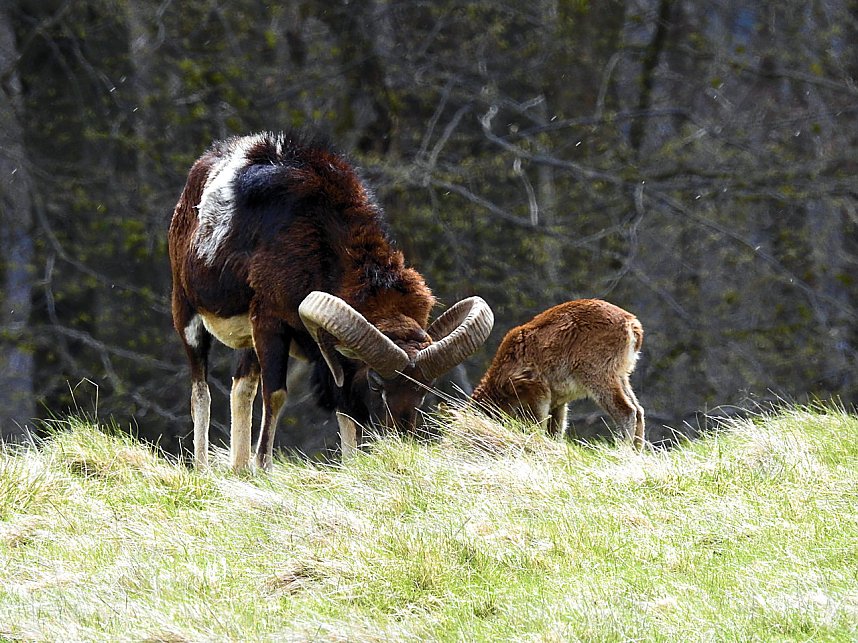 L&auml;mmerfest auf der Ziegenalm Sophienhof