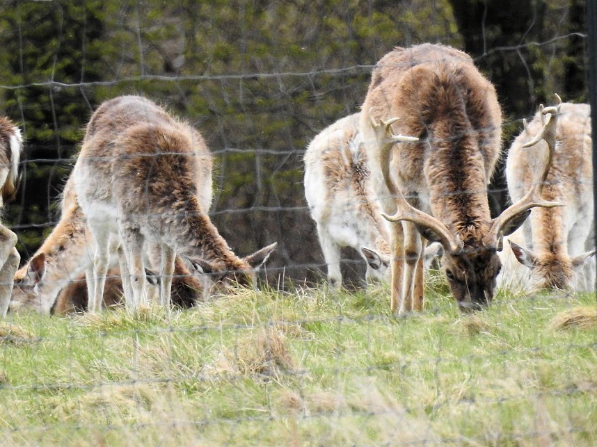 L&auml;mmerfest auf der Ziegenalm Sophienhof